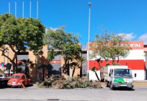 El Ayuntamiento de Algeciras poda y desbroza la vegetación de los alrededores del ‘Nuevo Mirador’ antes del inicio liguero